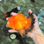 CHUNKY A Grade Red White Oranda Male 5.5-6 inches #042426OR_08