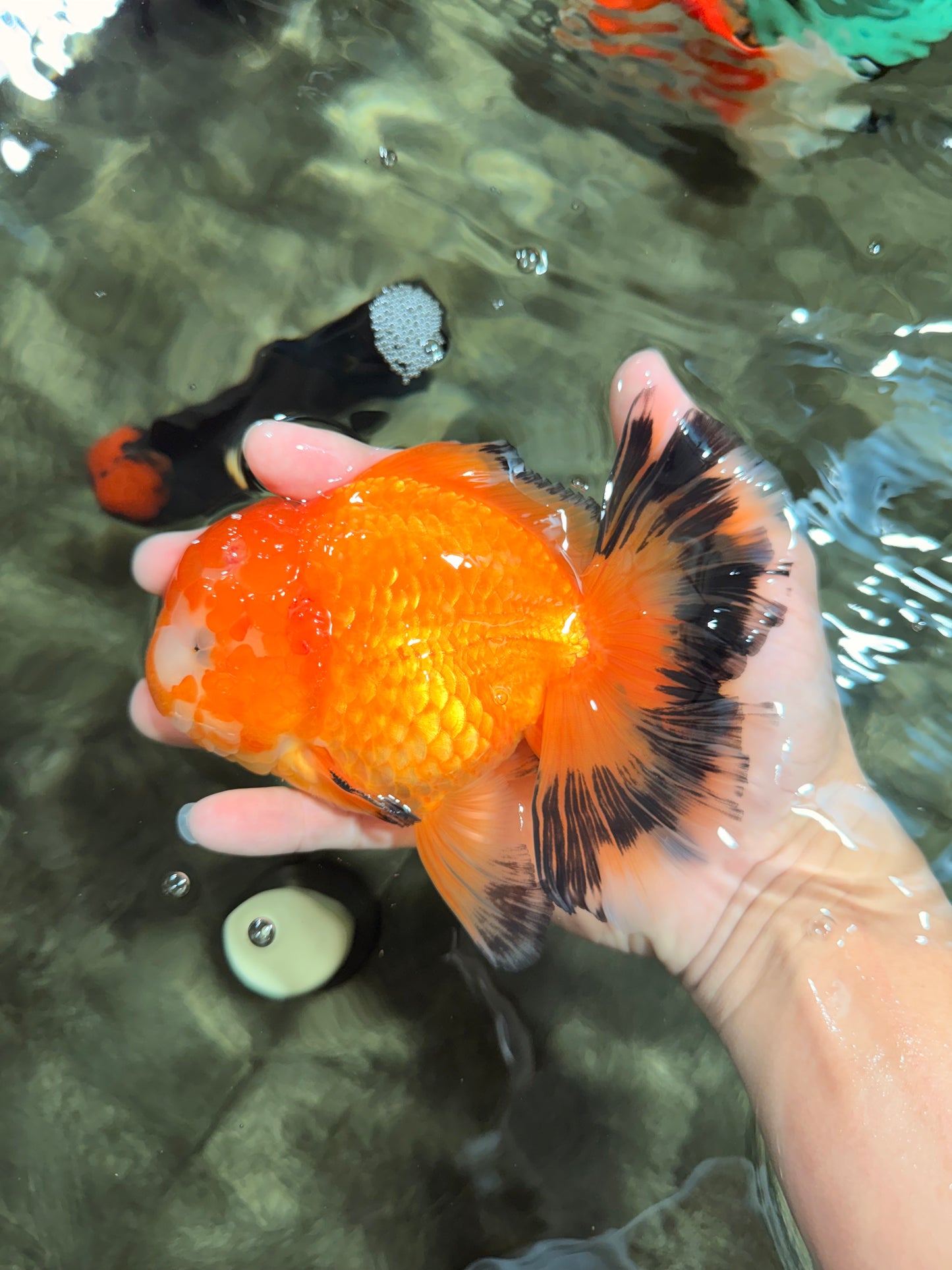 CHUNKY A Grade Red White Oranda Male 5.5-6 inches #042426OR_08