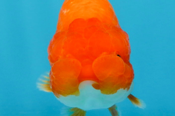 A Grade Red White LionQueen 4 inches #112825LC_07