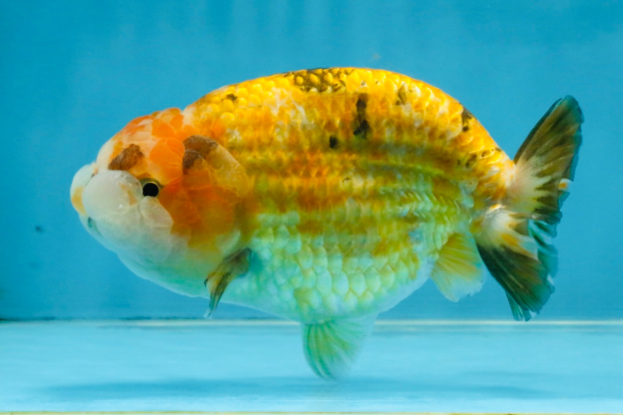 ADORABLE Sakura LionChu Female 5-5.5 inches #121925LC_07