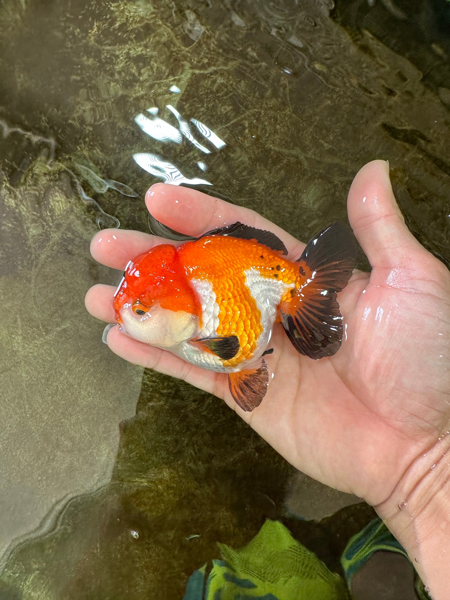 SUPER CUTE Tricolor Yuanbao Male 4.5 inches #071125YB_18