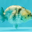 SUPER CUTE AAA Grade Egg White Tiger LionQueen 4-4.5 inches #071726LC_08