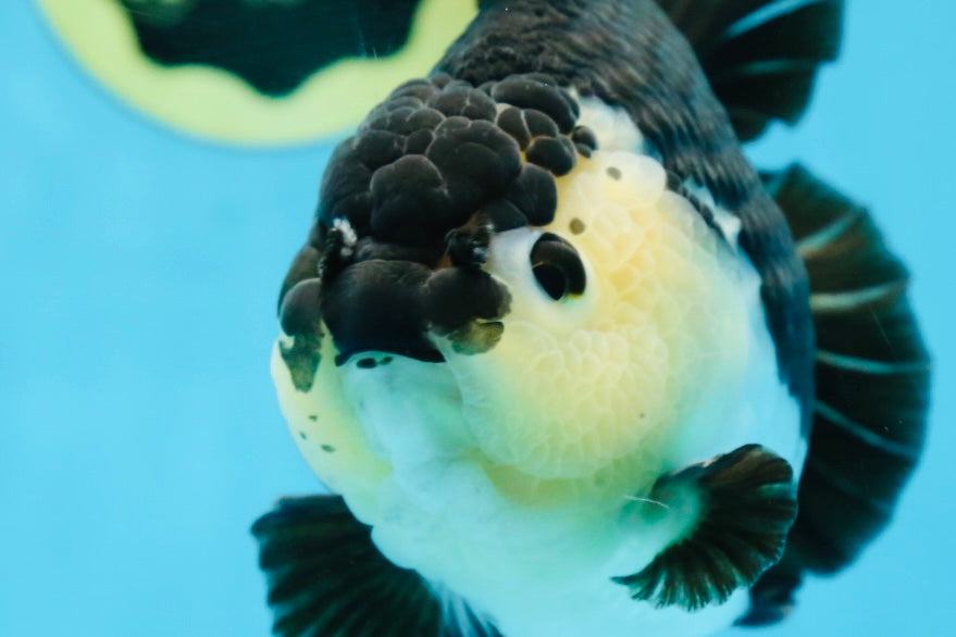 A Grade Panda Button Eyes Yuanbao 6 inches #080825YB_26