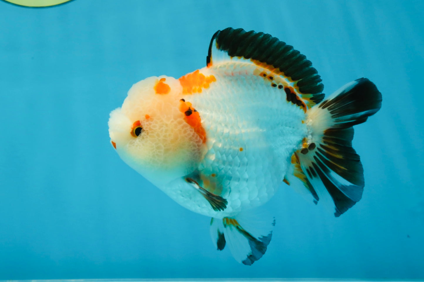 A Grade Pompom Tricolor Yuanbao Male 4 inches #052325YB_27