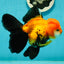 Black Red (Apache) Oranda Female 5.5 inches #102624OR_13