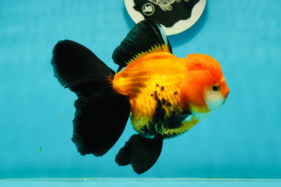 Black Red (Apache) Oranda Female 5.5 inches #102624OR_13