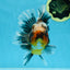 AAA Grade Chonky Kirin Oranda Male 6 inches #053025OR_26