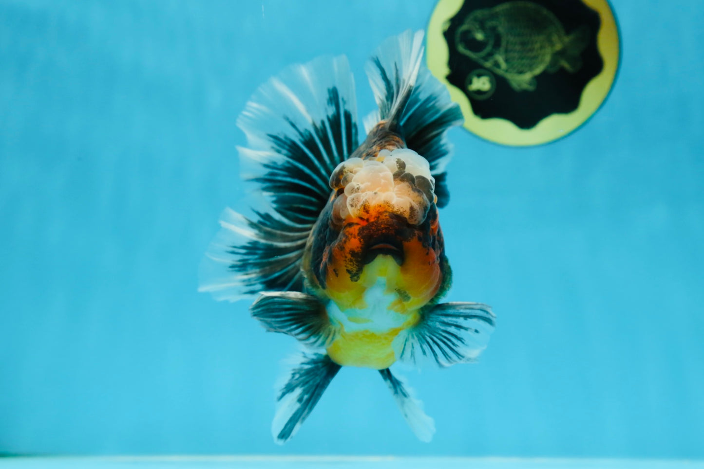 AAA Grade Chonky Kirin Oranda Male 6 inches #053025OR_26