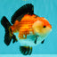 SUPER CUTE AAA Grade Tricolor Yuanbao Male 5 inches #071026YB_17