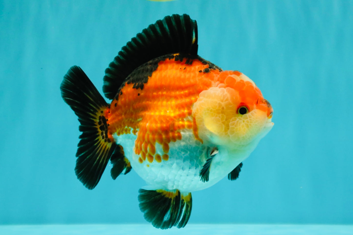 SUPER CUTE AAA Grade Tricolor Yuanbao Male 5 inches #071026YB_17