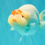 Red White Buffalo Ranchu Male 5.5-6 inches #100926RC_28