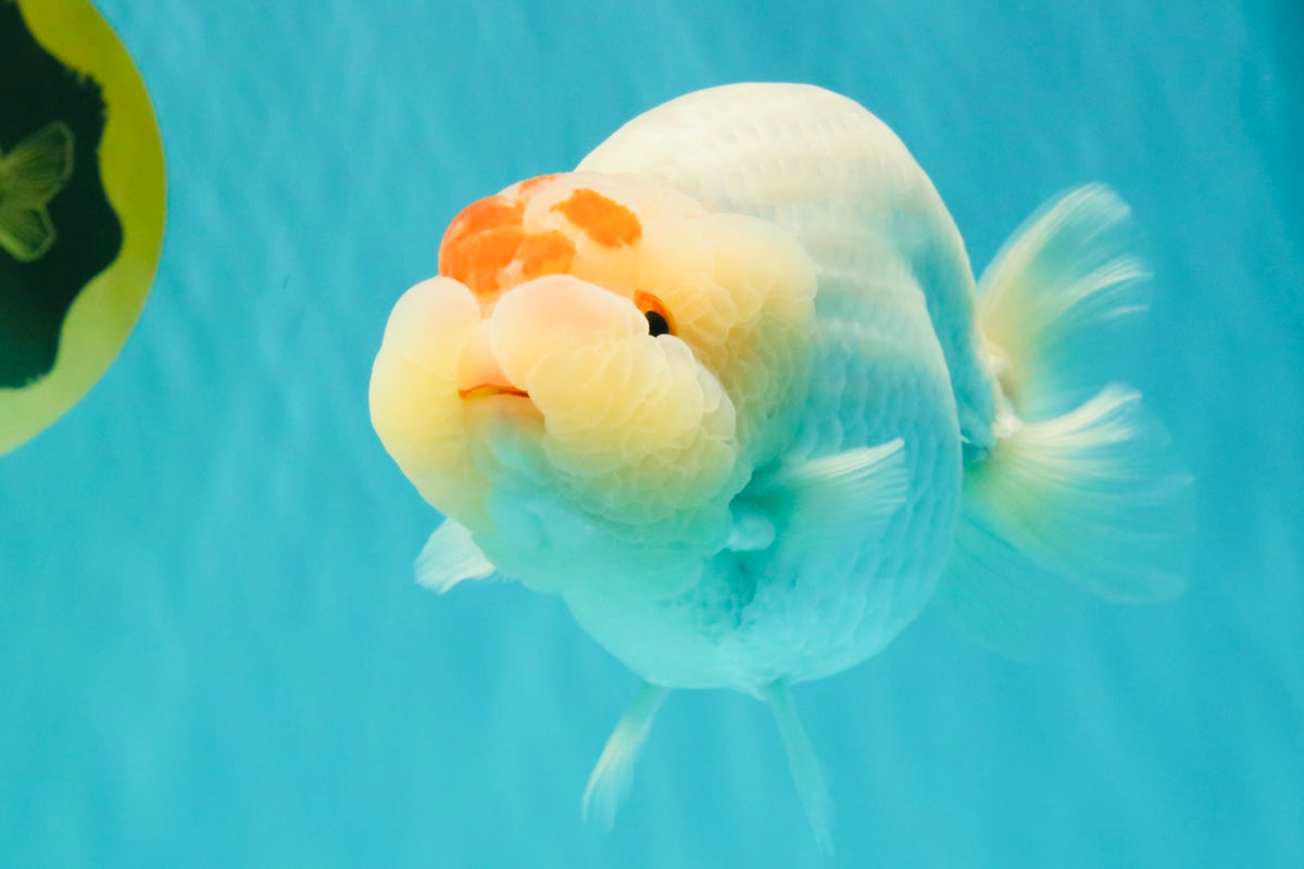 Red White Buffalo Ranchu Male 5.5-6 inches #100926RC_28