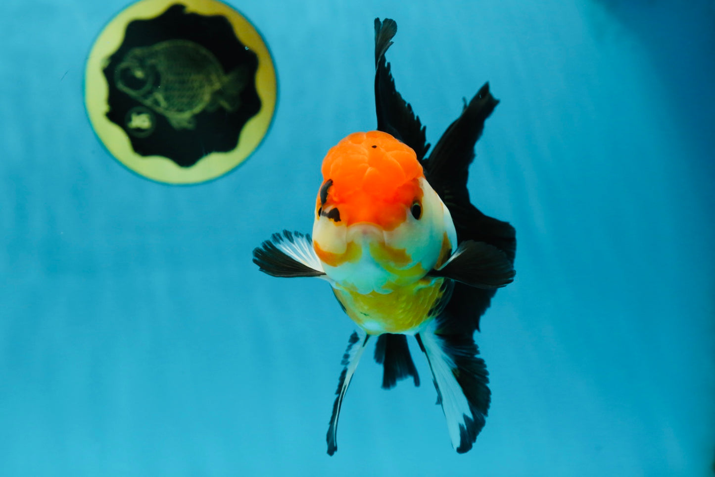 Fluffy Tail A Grade Tricolor Oranda Female 5-5.5 inches #042525OR_04