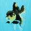 A Grade Tricolor Oranda Female 5.5 inches #081526OR_27