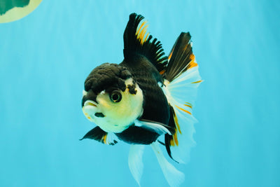 A Grade Tricolor Oranda Female 5.5 inches #081526OR_27