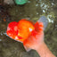 BIG WEN AAA Grade Red White Oranda Male 7.5-8 inches #070326OR_03