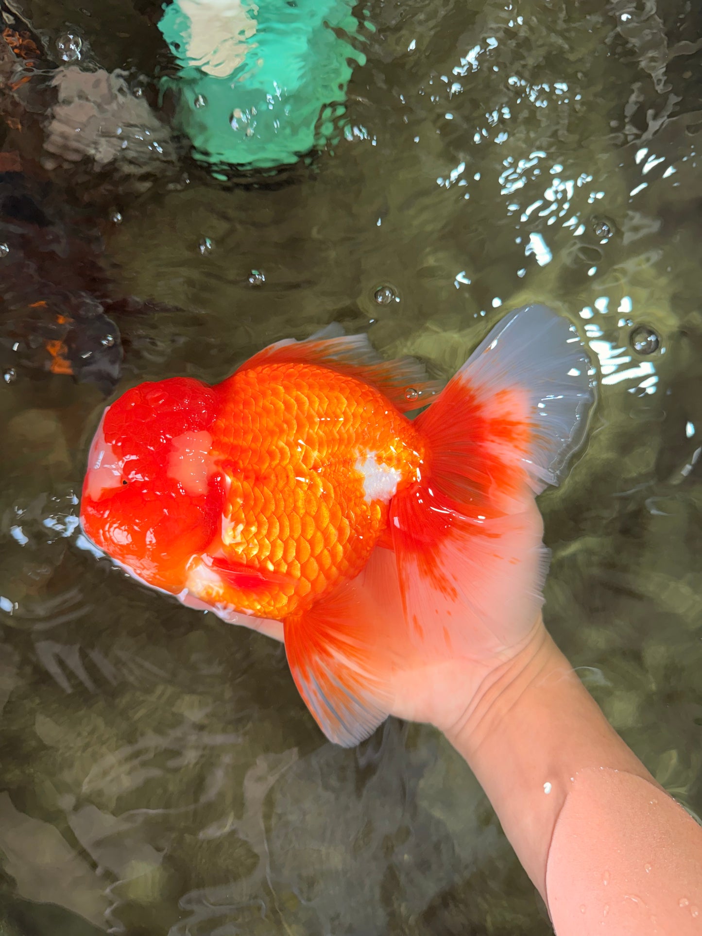 BIG WEN AAA Grade Red White Oranda Male 7.5-8 inches #070326OR_03