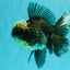 AAA Grade Kirin Jade Head Oranda Male 6 inches #070626OR_20