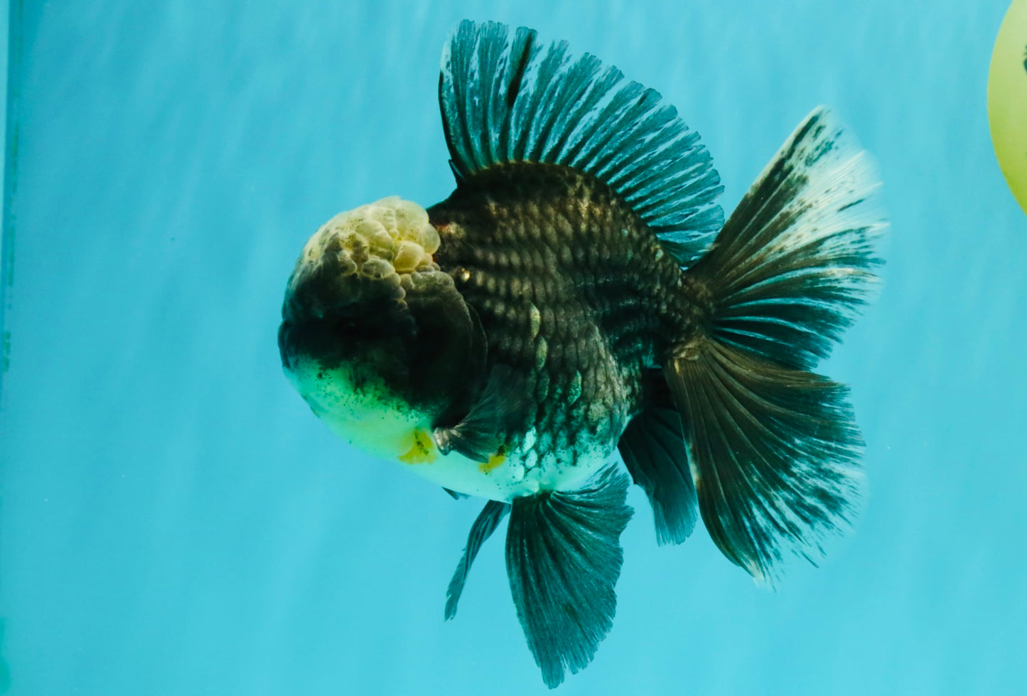 AAA Grade Kirin Jade Head Oranda Male 6 inches #070626OR_20