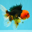 A Grade Red Head Tricolor Oranda Male 5-5.5 inches #031326OR_26