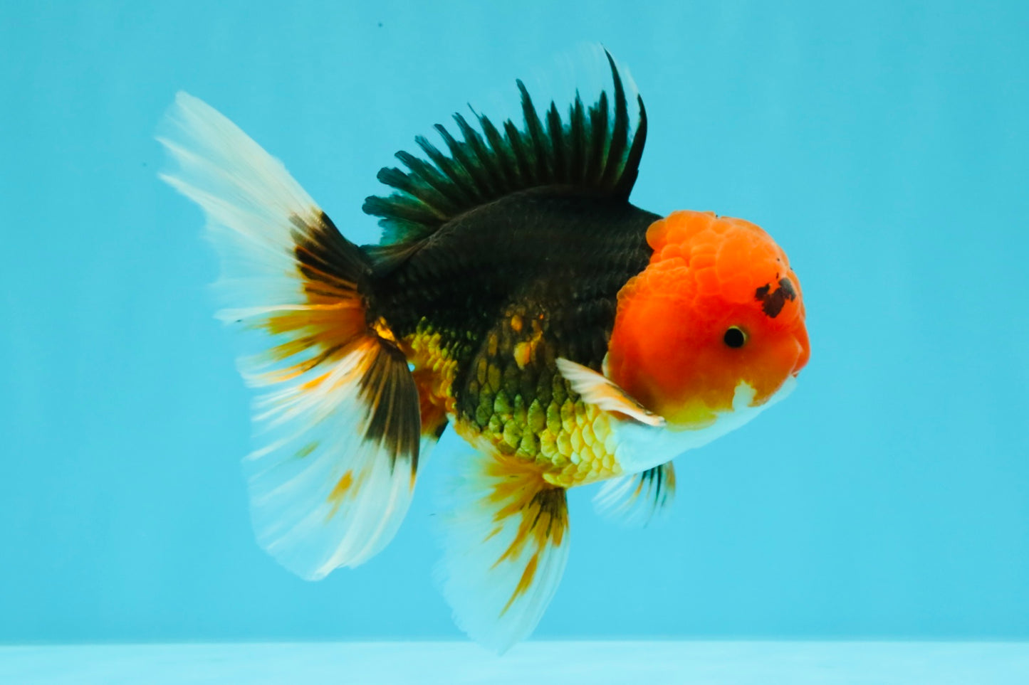 A Grade Red Head Tricolor Oranda Male 5-5.5 inches #031326OR_26
