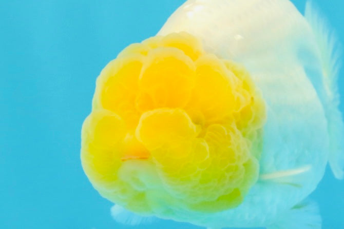 SUPER CUTE AAA Grade White LionKing 4 inches #022026LC_18