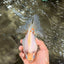 AAA Grade Indonesia Diamond Scale Broadtail Sakura Ryukin Male 6 inches #073126RK_04