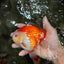 AAA Grade Red White Yuanbao Male 5 inches #072426YB_23