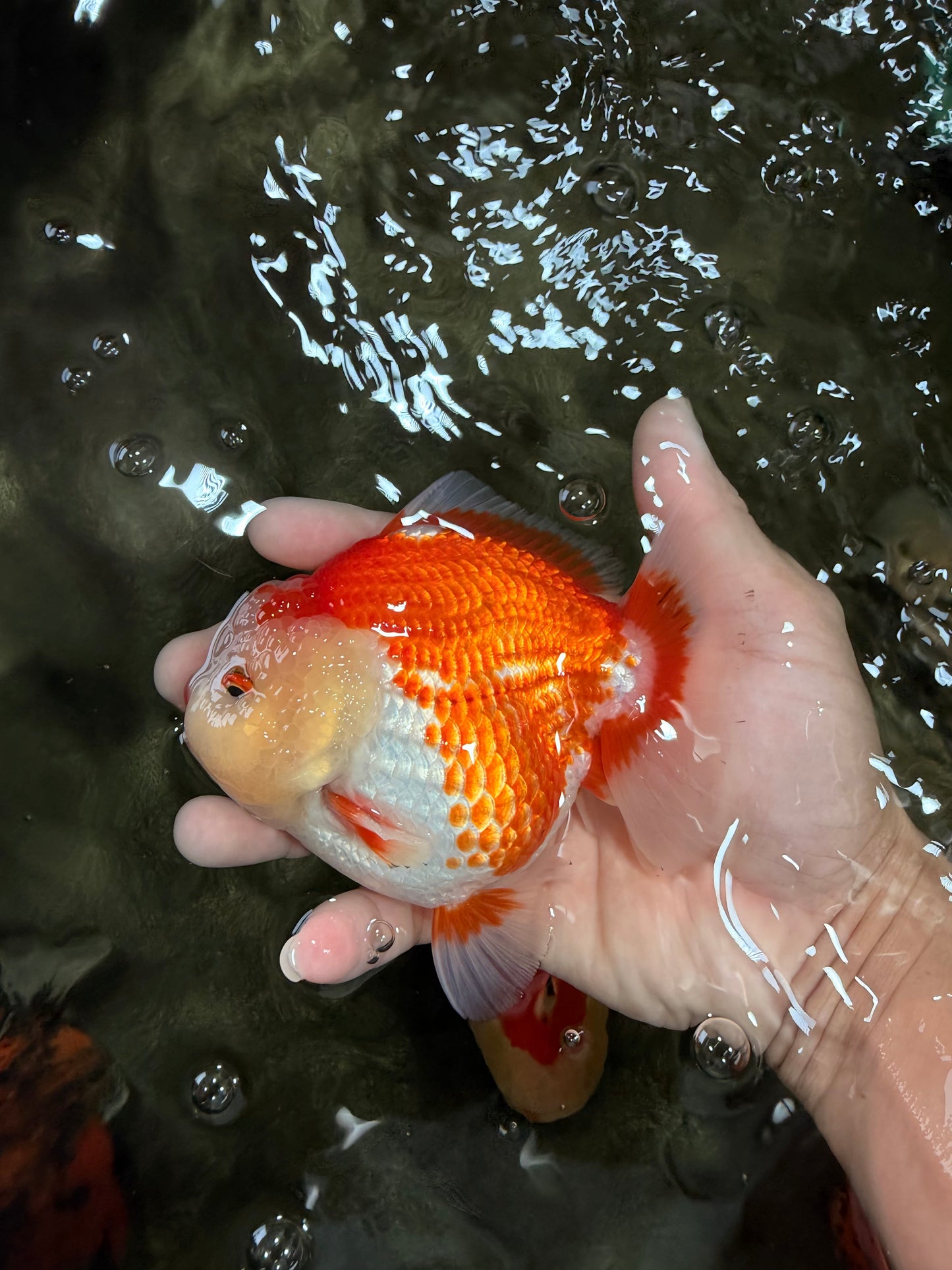 AAA Grade Red White Yuanbao Male 5 inches #072426YB_23