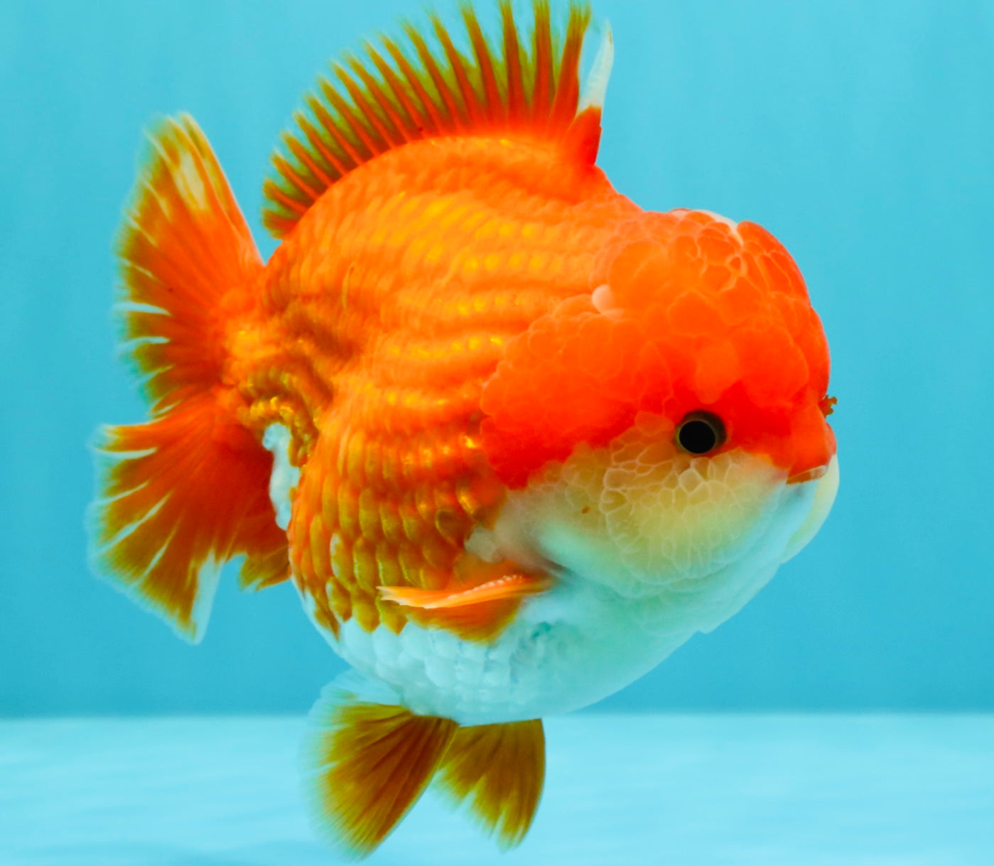 CHONKY AAA Grade Godzilla Red White Yuanbao Male 5.5-6 inches #031326YB_22