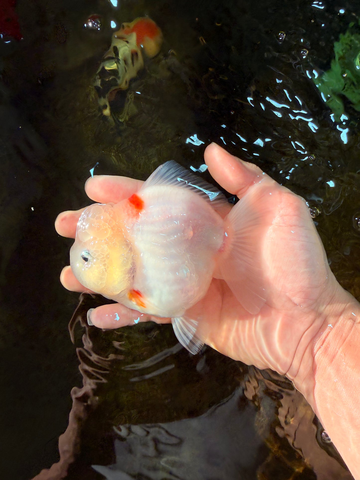 ADORABLE White Sakura Yuanbao Female 4.5 inches #101725YB_30