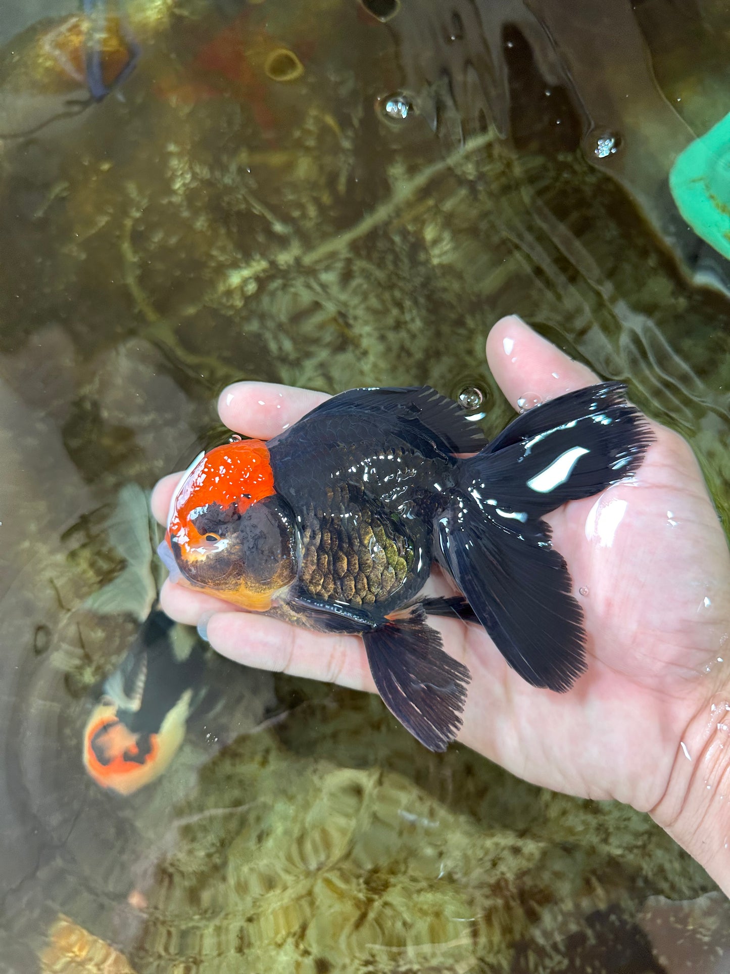 A Grade UNIQUE Red Head Oranda Male 5 inches #080125OR_29