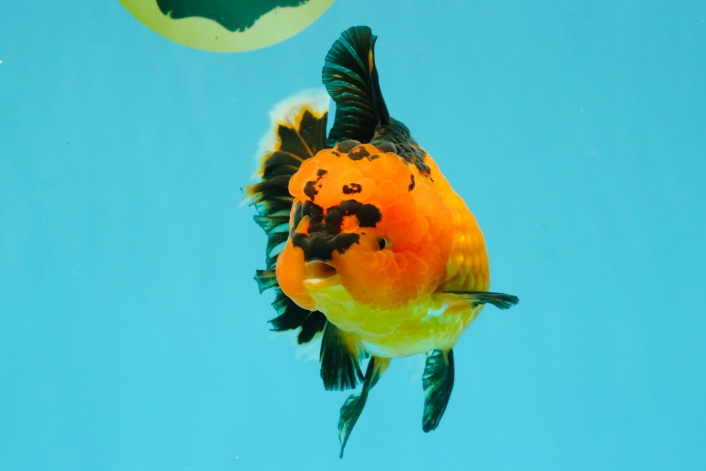 HEART A Grade Apache Oranda Female 6-6.5 inches #032026OR_06