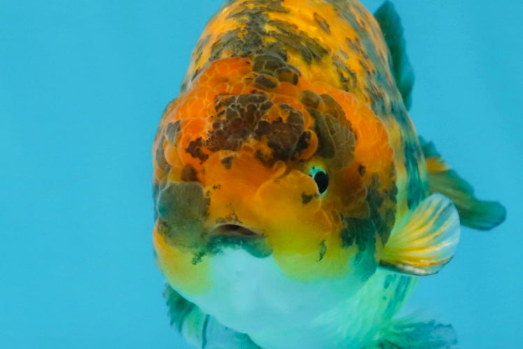 A Grade Tiger LionKing 5 inches #103125LC_14