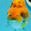 AAA Grade High Back Calico Tiger Ranchu 4.5-5 inches #0517RC_14