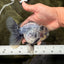 AAA Grade White Marble Oranda Male 5.5 inches #070626OR_23