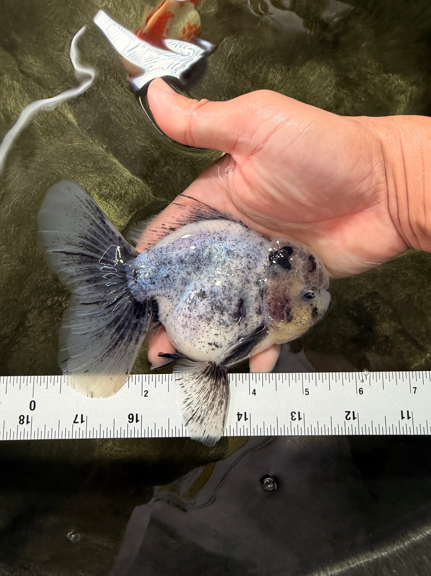 AAA Grade White Marble Oranda Male 5.5 inches #070626OR_23