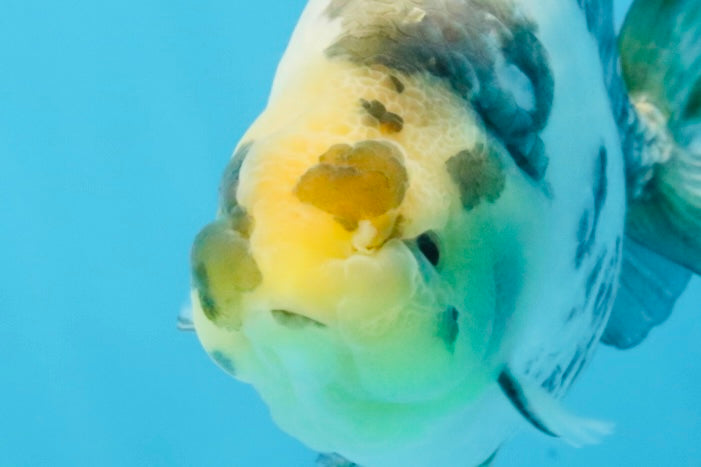 Cow Chinese Ranchu Female 5-5.5 inches #103125RC_08