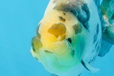 Cow Chinese Ranchu Female 5-5.5 inches #103125RC_08