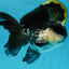 A Grade Panda Oranda Male 5-5.5 inches #050925OR_41