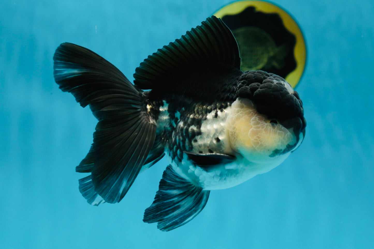 A Grade Panda Oranda Male 5-5.5 inches #050925OR_41