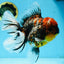 AAA Grade JUMBO Godzilla Kirin Oranda Female 6.5-7 inches #090525OR_11