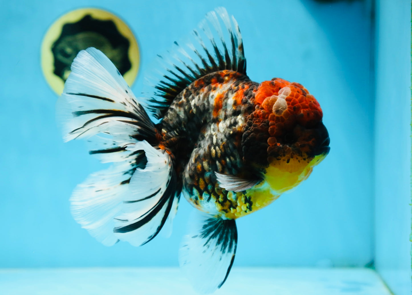 AAA Grade JUMBO Godzilla Kirin Oranda Female 6.5-7 inches #090525OR_11