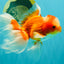 A  Grade Red White Oranda Male 5.5-6 inches #082126OR_07