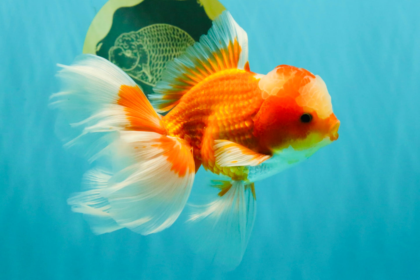 A  Grade Red White Oranda Male 5.5-6 inches #082126OR_07