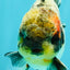 Marble Oranda Male 5.5 inches #080726OR_16