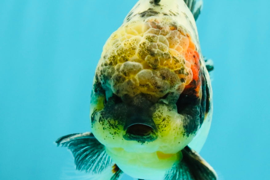 Marble Oranda Male 5.5 inches #080726OR_16