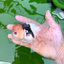 A Grade Lemonhead Panda Oranda Male 4.5 inches #0503OR_09