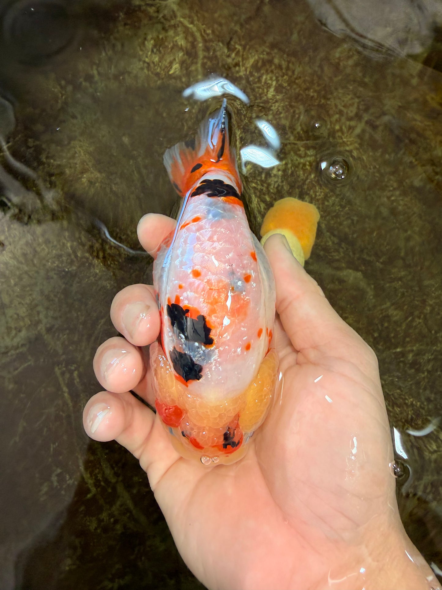 AAA Grade Tricolor Milk Cow Ranchu Female 5 inches #101025RC_15