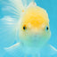 A Grade White Oranda Female 5.5 inches #062725OR_22